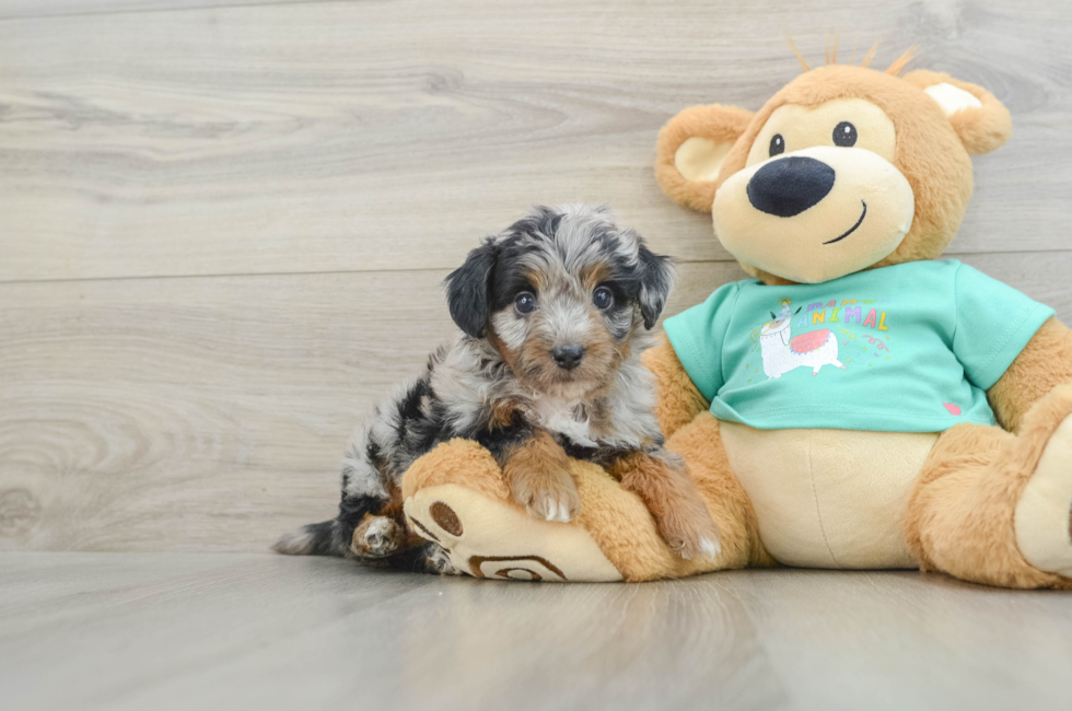 6 week old Mini Aussiedoodle Puppy For Sale - Seaside Pups