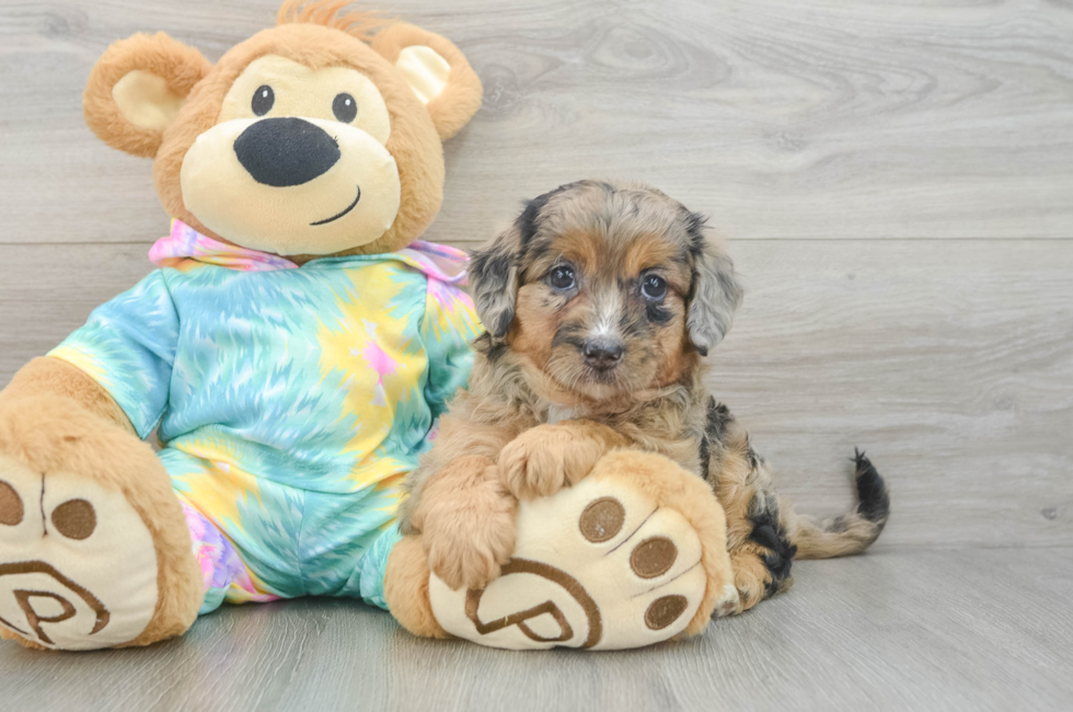 5 week old Mini Aussiedoodle Puppy For Sale - Seaside Pups
