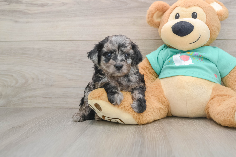 Mini Aussiedoodle Pup Being Cute