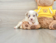 7 week old Mini Aussiedoodle Puppy For Sale - Seaside Pups