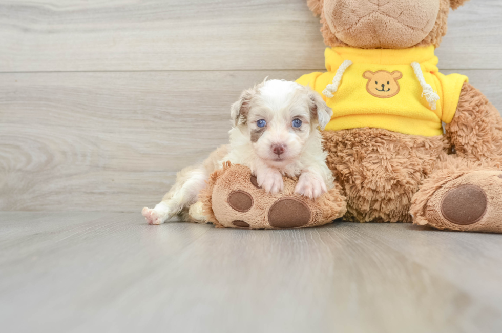 7 week old Mini Aussiedoodle Puppy For Sale - Seaside Pups