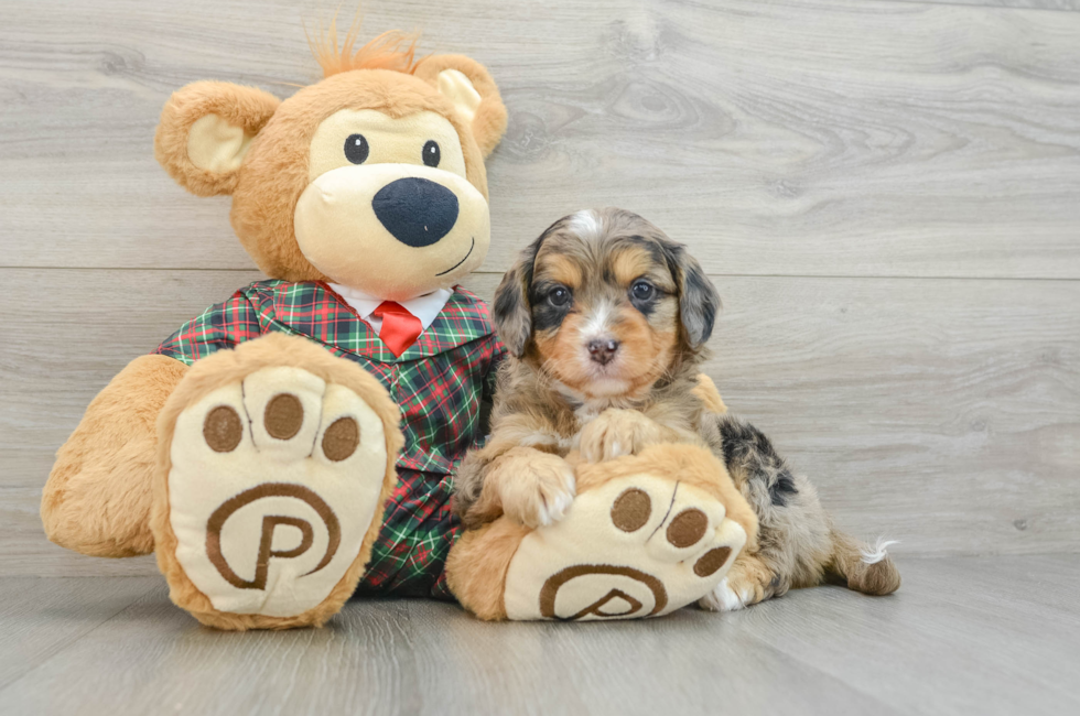 5 week old Mini Aussiedoodle Puppy For Sale - Seaside Pups