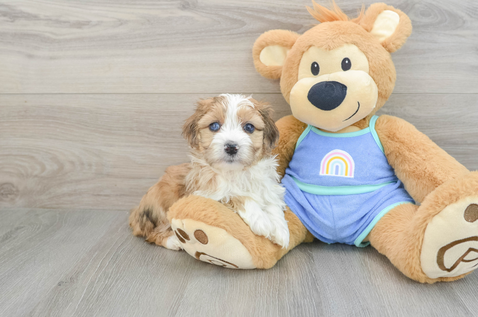 6 week old Mini Aussiedoodle Puppy For Sale - Seaside Pups