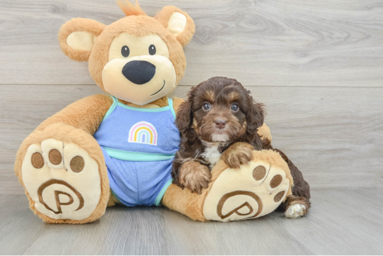Fluffy Mini Aussiedoodle Poodle Mix Pup