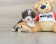7 week old Mini Aussiedoodle Puppy For Sale - Seaside Pups