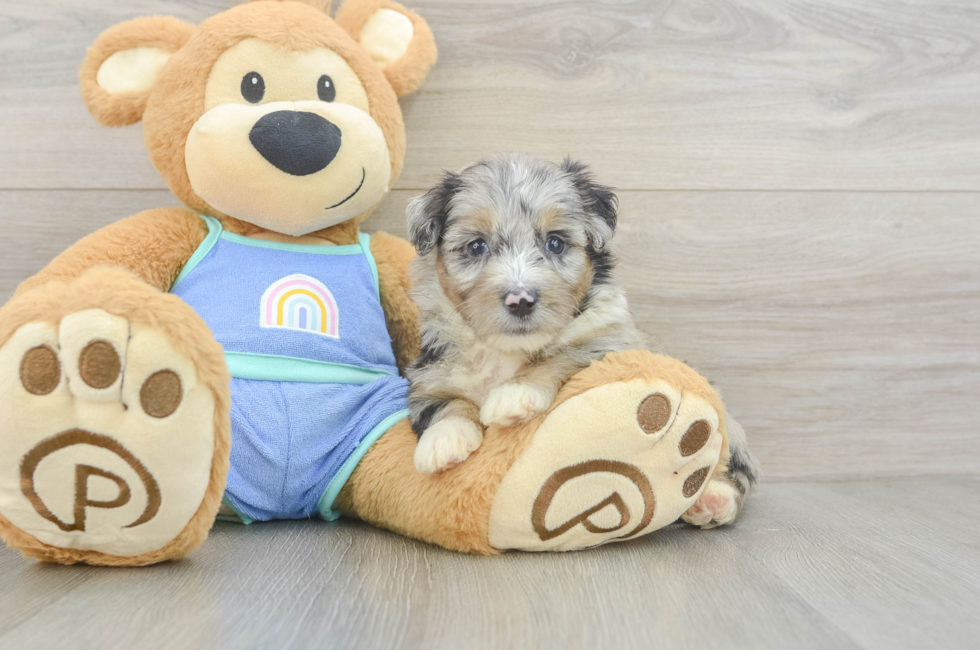 5 week old Mini Aussiedoodle Puppy For Sale - Seaside Pups