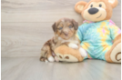Cute Mini Aussiedoodle Baby