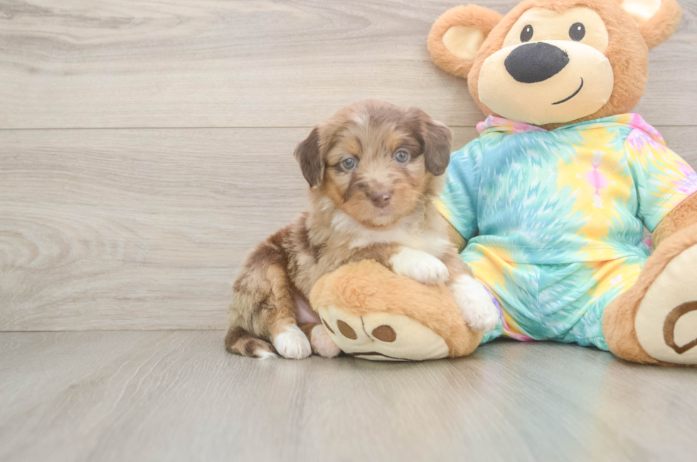 5 week old Mini Aussiedoodle Puppy For Sale - Seaside Pups