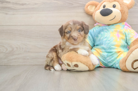 Cute Mini Aussiedoodle Baby