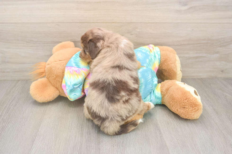 Mini Aussiedoodle Pup Being Cute