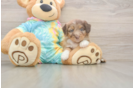 Mini Aussiedoodle Puppy for Adoption