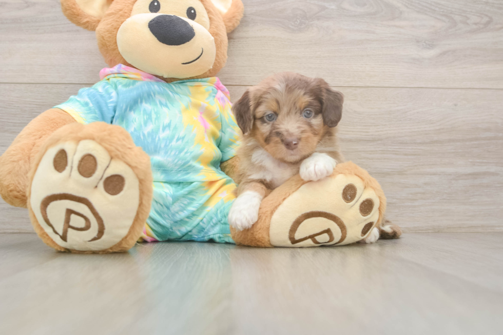 Mini Aussiedoodle Puppy for Adoption
