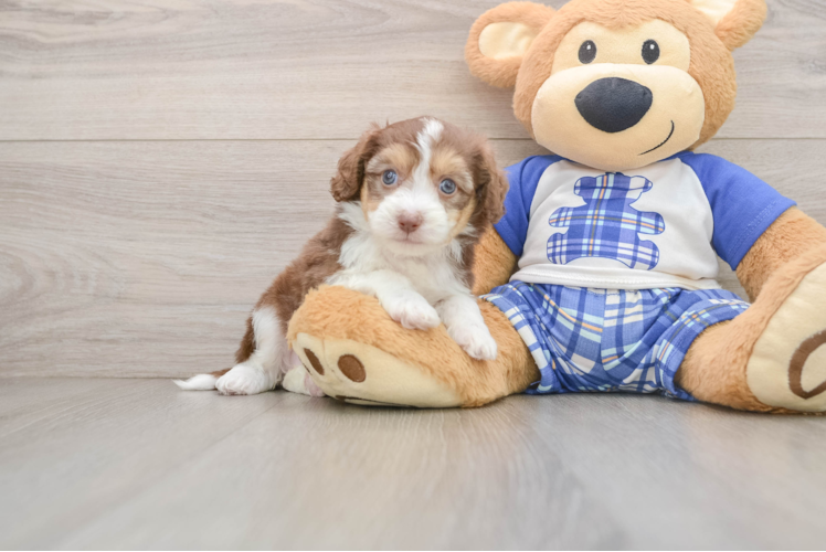 Mini Aussiedoodle Pup Being Cute