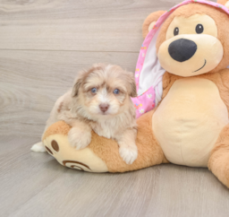 8 week old Mini Aussiedoodle Puppy For Sale - Seaside Pups