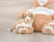 6 week old Mini Aussiedoodle Puppy For Sale - Seaside Pups