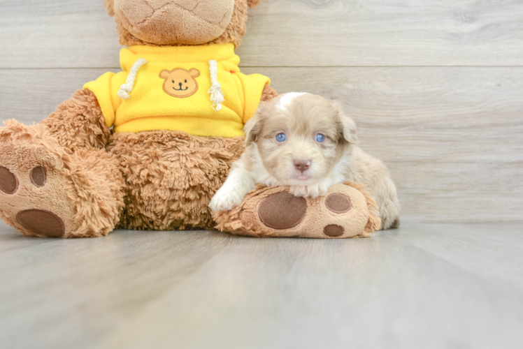 Friendly Mini Aussiedoodle Baby