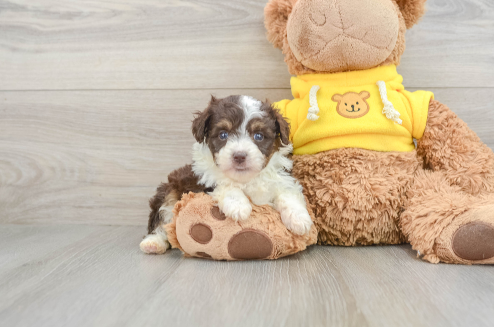 7 week old Mini Aussiedoodle Puppy For Sale - Seaside Pups