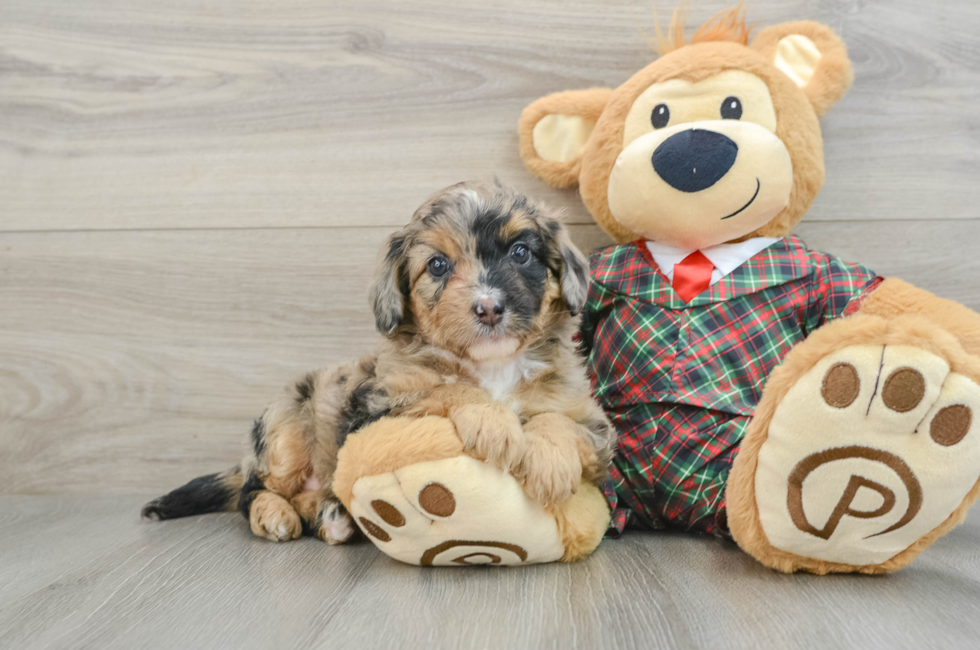 5 week old Mini Aussiedoodle Puppy For Sale - Seaside Pups