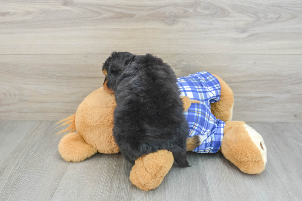 Best Mini Aussiedoodle Baby