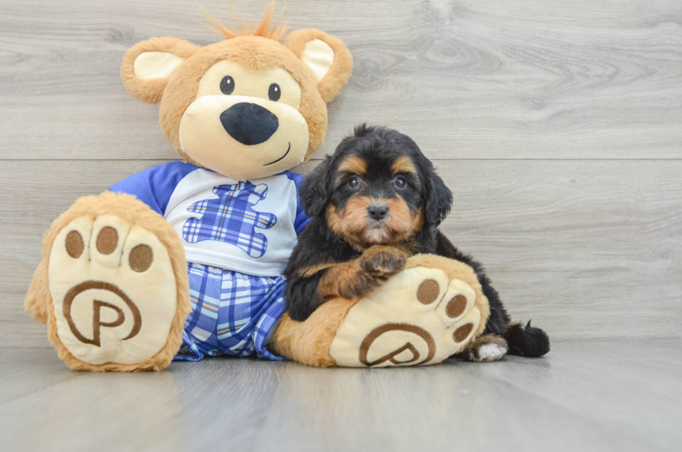 5 week old Mini Aussiedoodle Puppy For Sale - Seaside Pups