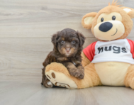 7 week old Mini Aussiedoodle Puppy For Sale - Seaside Pups
