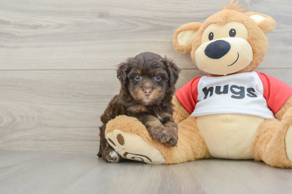 7 week old Mini Aussiedoodle Puppy For Sale - Seaside Pups