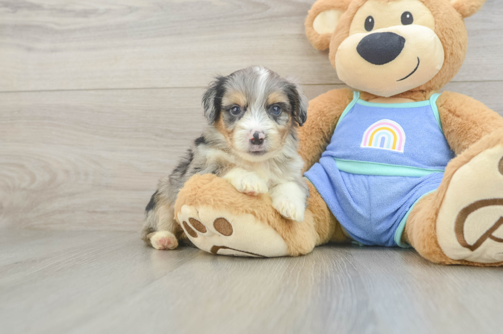 5 week old Mini Aussiedoodle Puppy For Sale - Seaside Pups