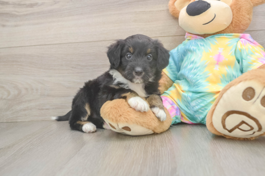 Mini Aussiedoodle Pup Being Cute