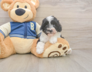 7 week old Mini Aussiedoodle Puppy For Sale - Seaside Pups