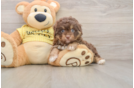 Playful Aussiepoo Poodle Mix Puppy