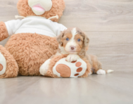 6 week old Mini Aussiedoodle Puppy For Sale - Seaside Pups