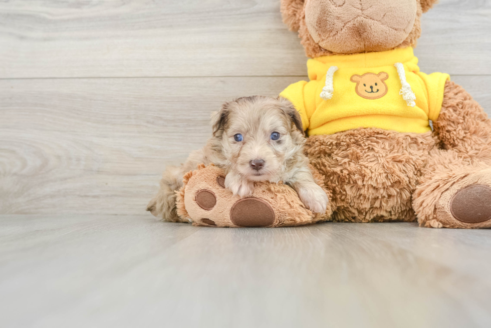 Mini Aussiedoodle Pup Being Cute