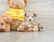 7 week old Mini Aussiedoodle Puppy For Sale - Seaside Pups