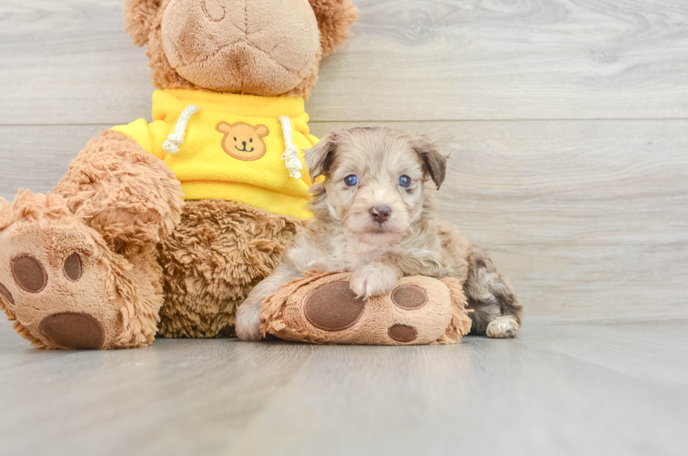 7 week old Mini Aussiedoodle Puppy For Sale - Seaside Pups