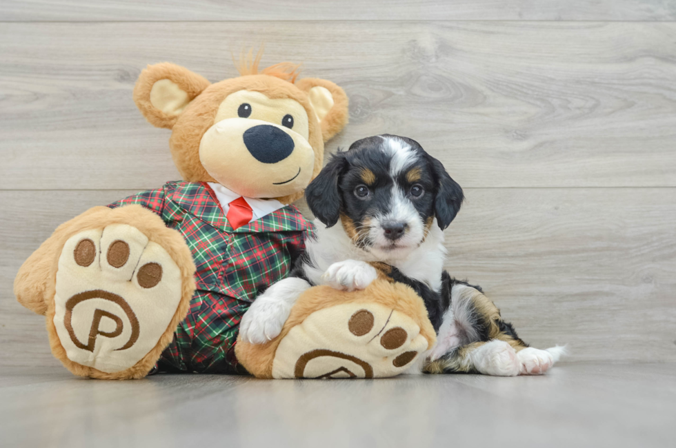 5 week old Mini Aussiedoodle Puppy For Sale - Seaside Pups