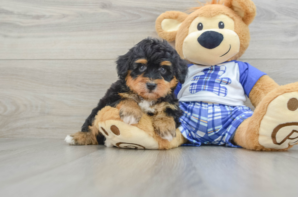 5 week old Mini Aussiedoodle Puppy For Sale - Seaside Pups