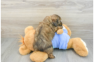 Mini Aussiedoodle Pup Being Cute