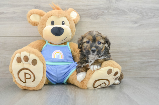 Petite Mini Aussiedoodle Poodle Mix Pup