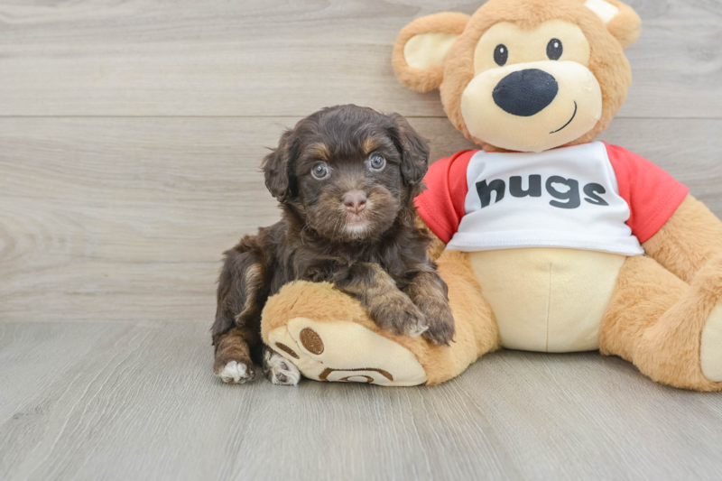 Meet Banks - our Mini Aussiedoodle Puppy Photo 1/3 - Seaside Pups