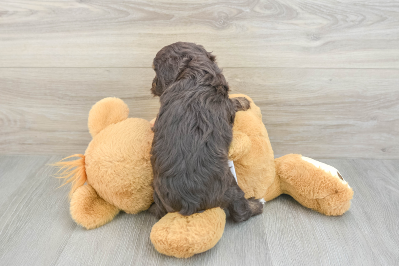 Meet Banks - our Mini Aussiedoodle Puppy Photo 2/3 - Seaside Pups