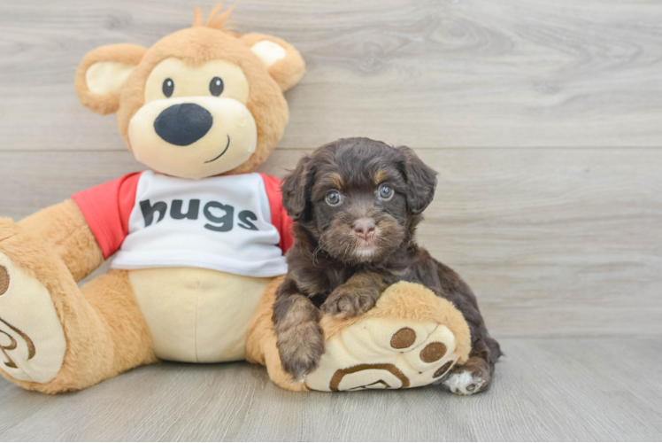 Mini Aussiedoodle Pup Being Cute
