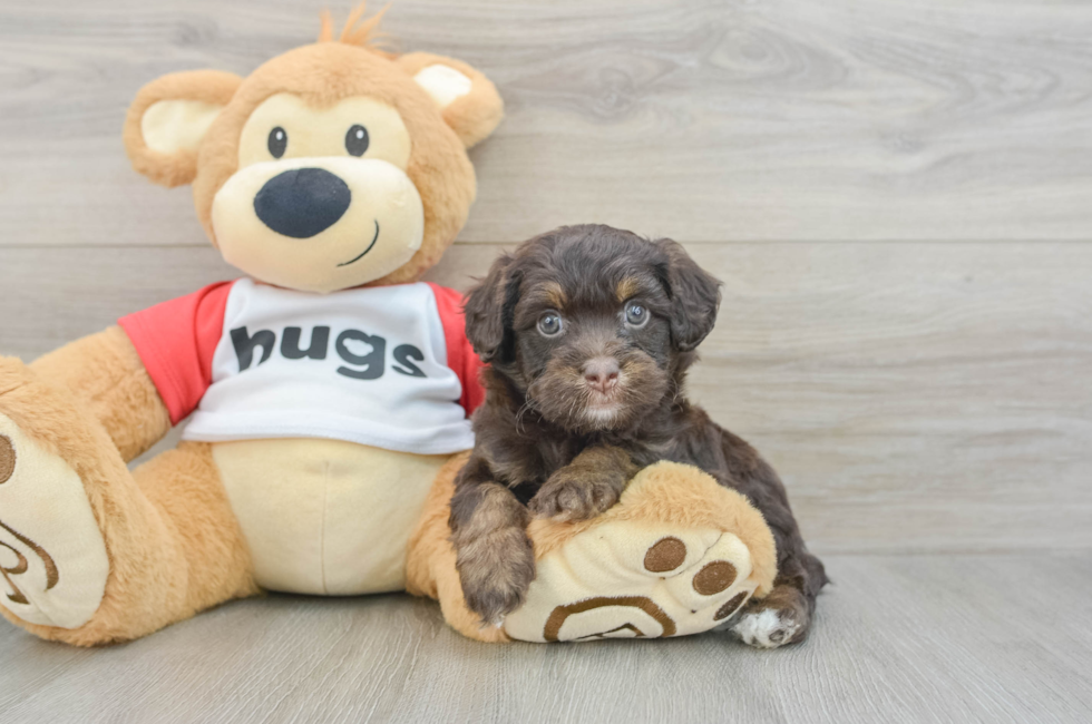 7 week old Mini Aussiedoodle Puppy For Sale - Seaside Pups