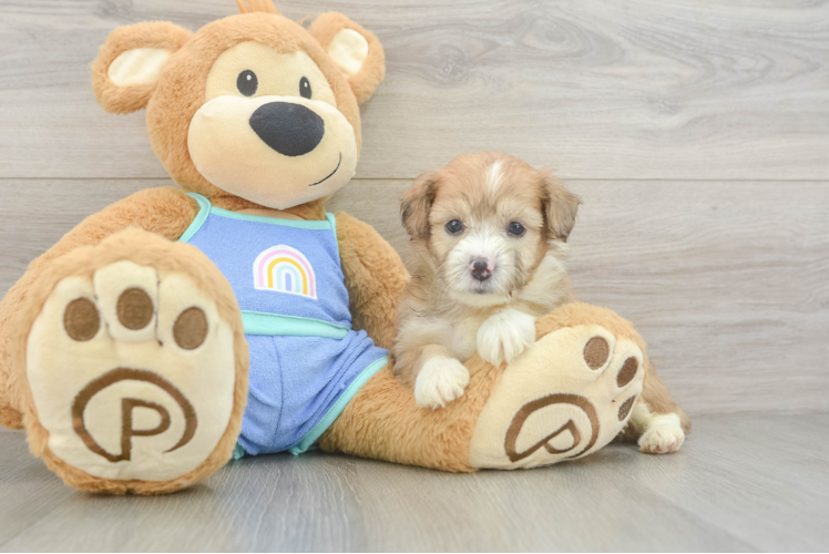 Best Mini Aussiedoodle Baby