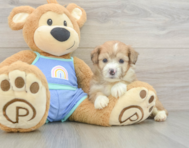 7 week old Mini Aussiedoodle Puppy For Sale - Seaside Pups