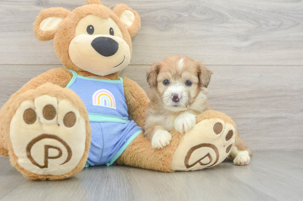 5 week old Mini Aussiedoodle Puppy For Sale - Seaside Pups