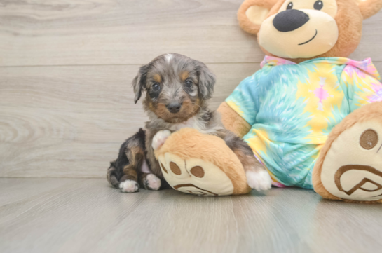 Mini Aussiedoodle Pup Being Cute