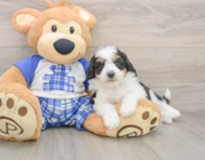 8 week old Mini Aussiedoodle Puppy For Sale - Seaside Pups