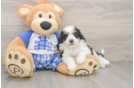 Best Mini Aussiedoodle Baby