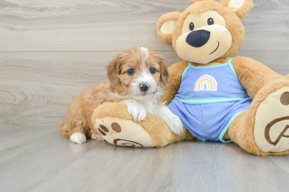 6 week old Mini Aussiedoodle Puppy For Sale - Seaside Pups