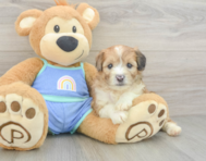 7 week old Mini Aussiedoodle Puppy For Sale - Seaside Pups